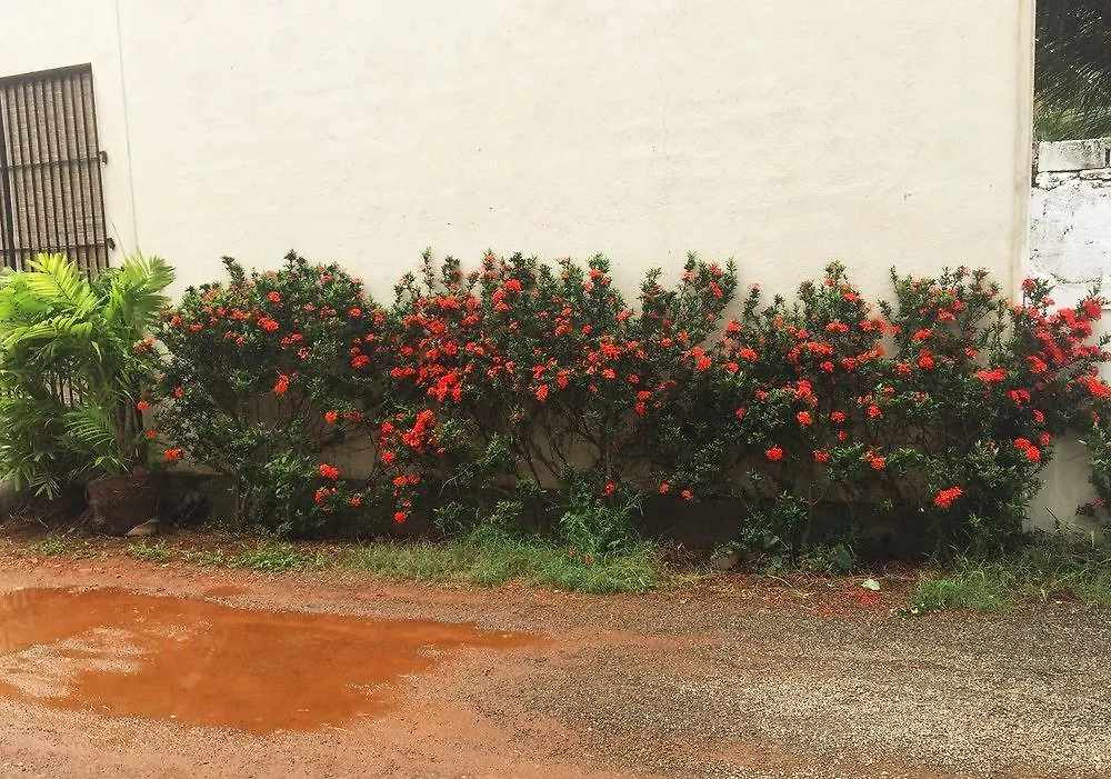 Alojamento de Acomodação e Pequeno-almoço Proso Villa Negombo